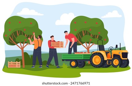 Proceso de recolección de manzana. Huerto del pueblo, la gente recoge frutas maduras. Ilustración vectorial