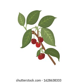 Apple Fruit Plants Vector Illustration
