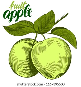 apple fruit set hand drawn vector illustration sketch