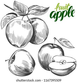 apple fruit set hand drawn vector illustration sketch