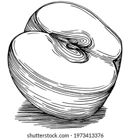 Apple fruit sketch drawing vector. Engraved isolated organic food. Black white apple element on white background.
