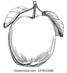 Apple fruit sketch drawing vector. Engraved isolated organic food. Black white apple element on white background.
