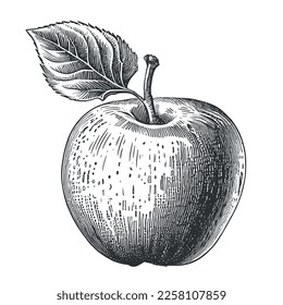 Apple fruit sketch hand drawn engraving style