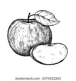 Apple fruit sketch ink graphic illustration, draft silhouette drawing, black on white line art. Botanical vintage etching food design.