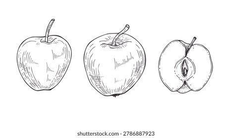 Apple fruit sketch set