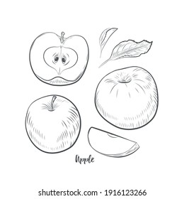 Apple fruit sketch vector illustration. Hand drawn apple isolated on white background.