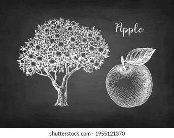 Apple. Fruit and tree. Chalk sketch on blackboard background. Hand drawn vector illustration. Retro style.