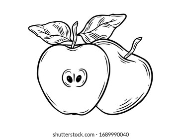 Apple fruit vector. Engraved organic food hand drawn sketch engraving illustration. Black white apple isolated on white background.