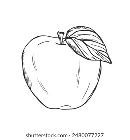 Apple fruit vector illustration. Black white apple isolated on white background.