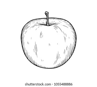Apple fruit vector illustration. Engraved organic food hand drawn sketch engraving illustration. Black white apple isolated on white background.