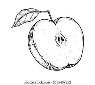 Ilustración vectorial de frutas de manzana. Dibujo gráfico grabado a mano con alimento orgánico grabado. manzana blanca negra aislada sobre fondo blanco.