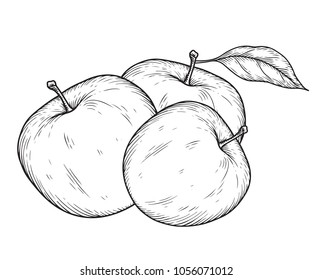 Apple fruit vector illustration. Engraved organic food hand drawn sketch engraving illustration. Black white apple isolated on white background.