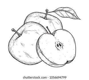 Apple fruit vector illustration. Engraved organic food hand drawn sketch engraving illustration. Black white apple isolated on white background.