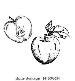 Apple fruit vector illustration. Engraved organic food hand drawn sketch engraving illustration. Black white apple isolated on white background