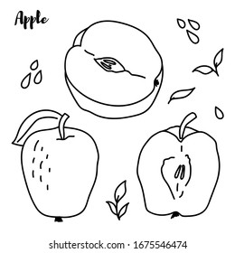 Ilustración vectorial de frutas de manzana. Dibujo gráfico grabado a mano con alimento orgánico grabado. manzana blanca negra aislada sobre fondo blanco.