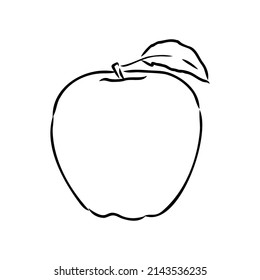 Apple fruit vector illustration. Engraved organic food hand drawn sketch engraving illustration. Black white apple isolated on white background.