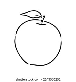 Apple fruit vector illustration. Engraved organic food hand drawn sketch engraving illustration. Black white apple isolated on white background.