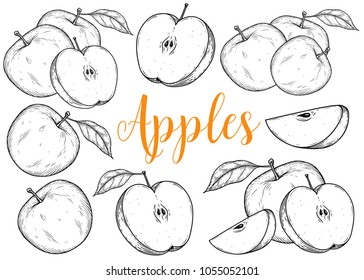 Apple fruit vector set. Engraved organic food hand drawn sketch engraving illustration. Black white apple isolated on white background.