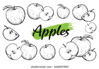 Apple fruit vector set. Engraved vector illustration of black white apples. Vintage. Hand realistic drawing.
