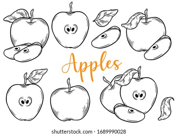 Apple fruit vector set. Engraved organic food hand drawn sketch engraving illustration. Black white apple isolated on white background.