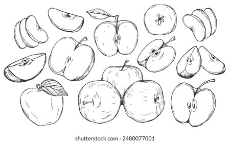 Apple fruit vector set. Engraved organic food hand drawn sketch engraving illustration. Black white apple isolated on white background.