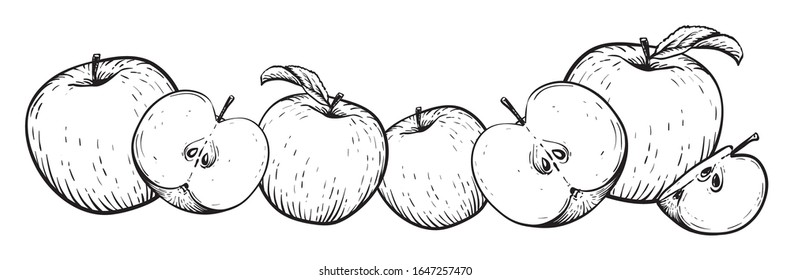 Apple fruit vector set. Frame of black white apples. Engraved vector illustration. Vintage hand realistic drawing.