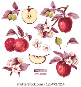 Apple fruit vector set. Hand drawn colorful vector illustration