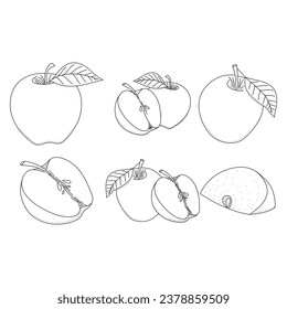 Apple fruit vector set organic food hand drawn sketch doodle illustration. Black white apple isolated on white background.
