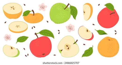 Apple fruit vector set. Whole, half, slice of red green and yellow apple fruit with green leaves and flowers collection. Hand drawn flat style isolated Vector illustration