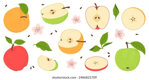 Set de Vector de manzana. Entera, mitad, rebanada de manzano rojo verde y amarillo con hojas verdes y colección floral. Ilustración vectorial aislada de estilo plano dibujado a mano
