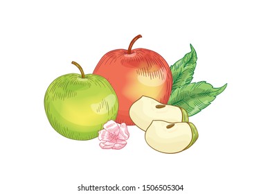 Apple fruits composition hand drawn vector illustration. Whole red and green apples with flower and leaves drawing. Healthy nutrition, organic food, eco product realistic element isolated on white.