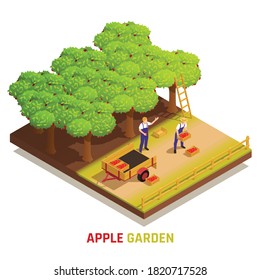 Apple garden harvesting isometric composition with farm workers picking fruits placing full boxes in trailer vector illustration 