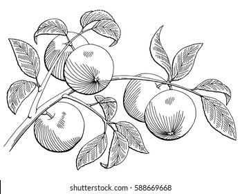 Apple graphic black white isolated sketch illustration vector