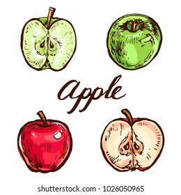 Apple green and red and slices collection isolated on white background ink sketch hand drawn line art doodle illustration
