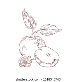Apple half with leaves realistic hand drawn vector illustration. Raw fruit with seeds inside isolated clipart on white background. Organic and eco product. Ripe apple with flower composition.