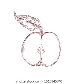 Apple half realistic hand drawn vector illustration. Raw fruit with seeds inside isolated clipart on white background. Healthy nutrition, organic and eco product. Ripe apple design element.