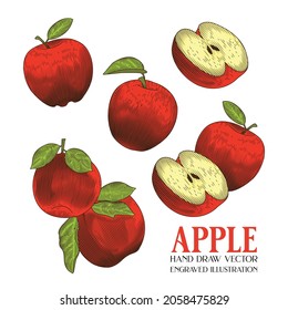 Vector de dibujo de mano de Apple, ilustración de grabado, Apple roja, vintage retro, fruta, aislado en fondo blanco 