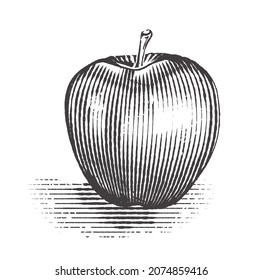 Apple hand draw. Vintage. Vector illustration of apple. Engraving style.