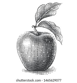 Apple. Hand Drawn Engraving Style Illustrations.