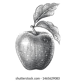 Apple. Hand Drawn Engraving Style Illustrations.