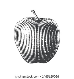 Apple. Hand drawn engraving style illustrations.