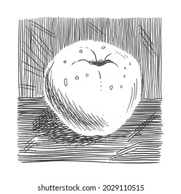 Apple. Hand drawn sketch of an apple. Black and white line art