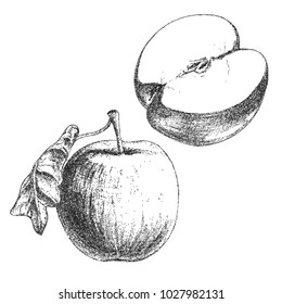 Apple hand drawn sketch, pencil vintage monochrome illustration with stipple texture effect, isolated on white background. 