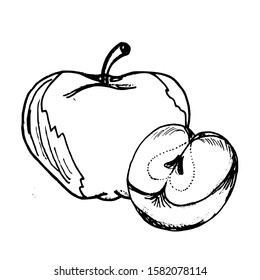 Apple hand drawn sketch. Vector illustration