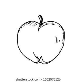 Apple hand drawn sketch. Vector illustration