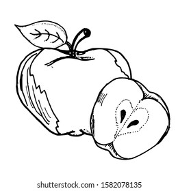 Apple hand drawn sketch. Vector illustration