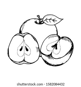 Apple hand drawn sketch. Vector illustration