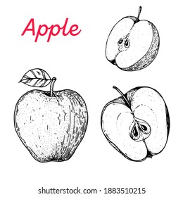 Apple hand drawn vector illustration. Apple slice sketch. Vector illustration. Black and white.