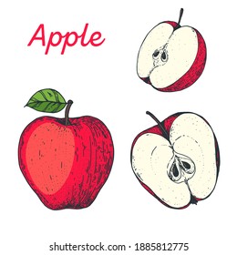 Apple hand drawn vector illustration. Apple slice. Vector illustration.