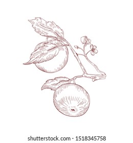 Apple hanging on tree branch hand drawn vector illustration. Raw fruit realistic isolated clipart on white background. Organic and eco product. Ripe apple with flowers and leaves design element.